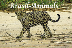 Brasil-Animals