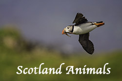 Scotland_Animals